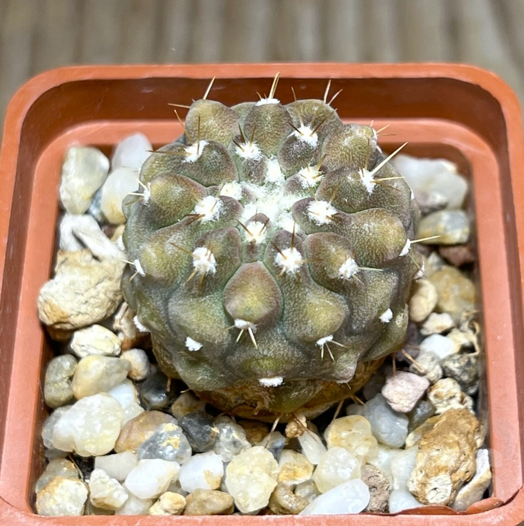 SHPR30644 Copiapoa cinerea v. columna-alba -Esmeralda-
