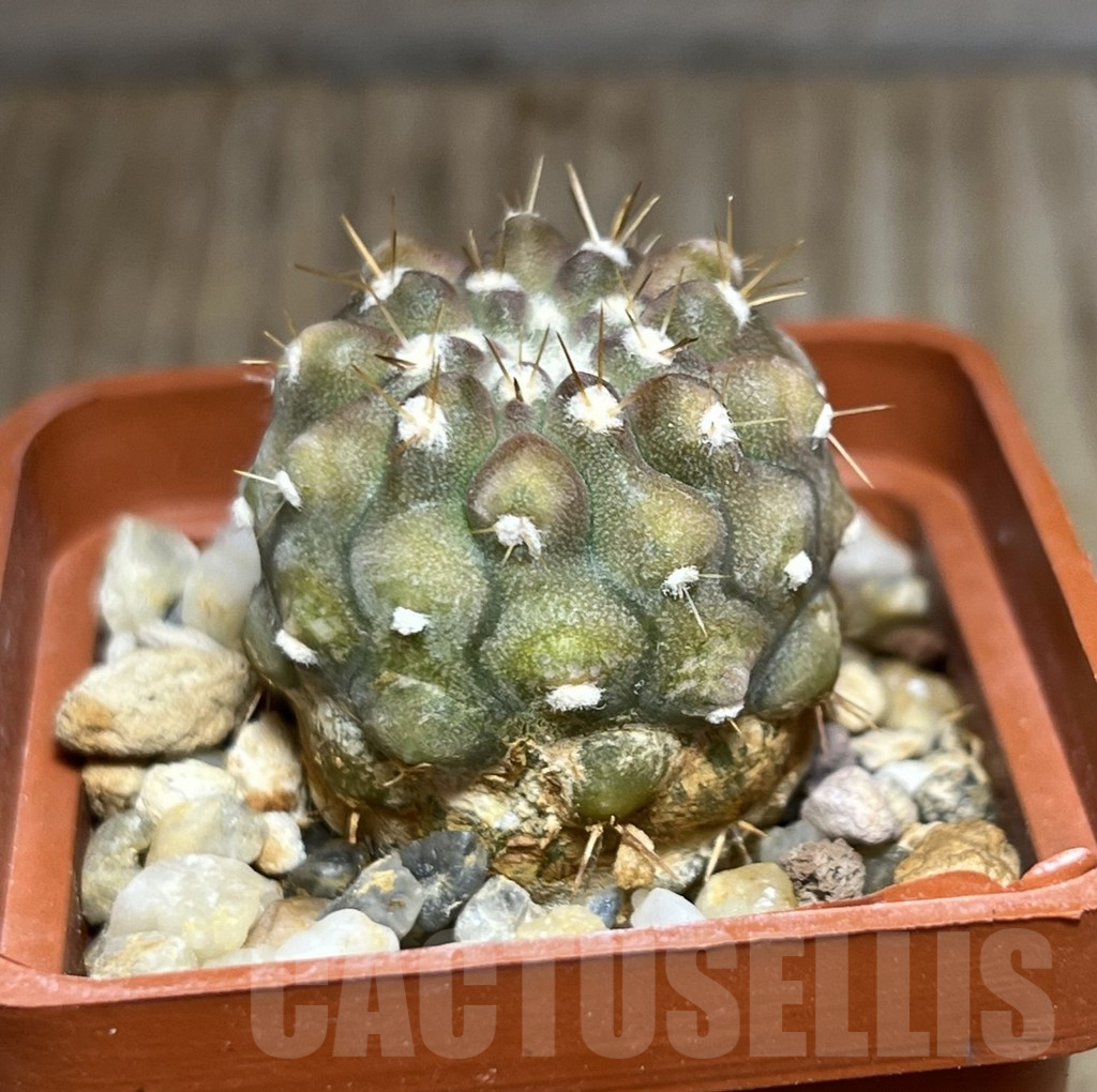 SHPR30644 Copiapoa cinerea v. columna-alba -Esmeralda- - Image 2