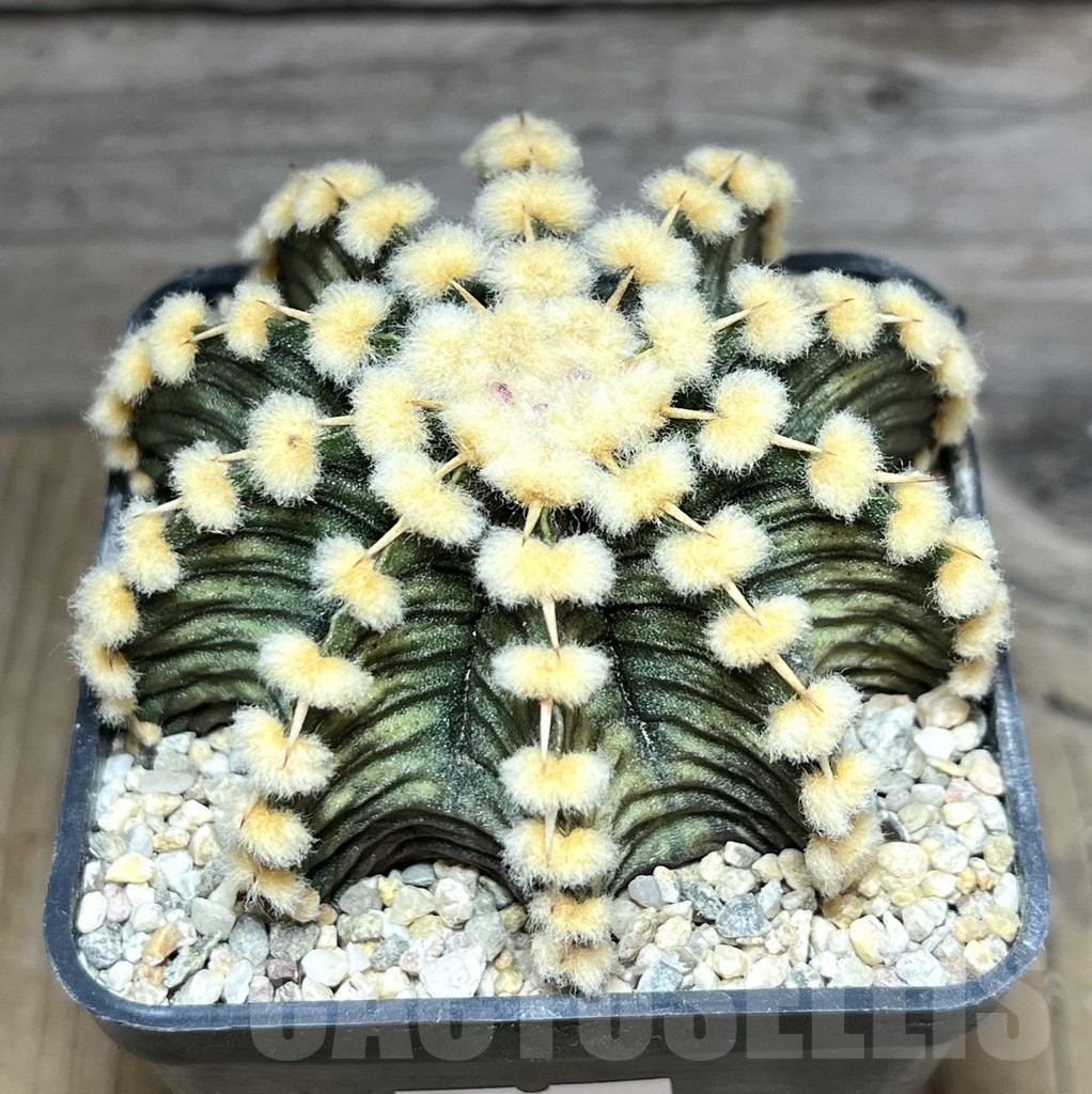 SHPR30645 Gymnocalycium friedrichii VOS 1241