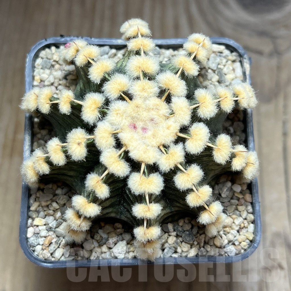 SHPR30645 Gymnocalycium friedrichii VOS 1241 – Bild 2