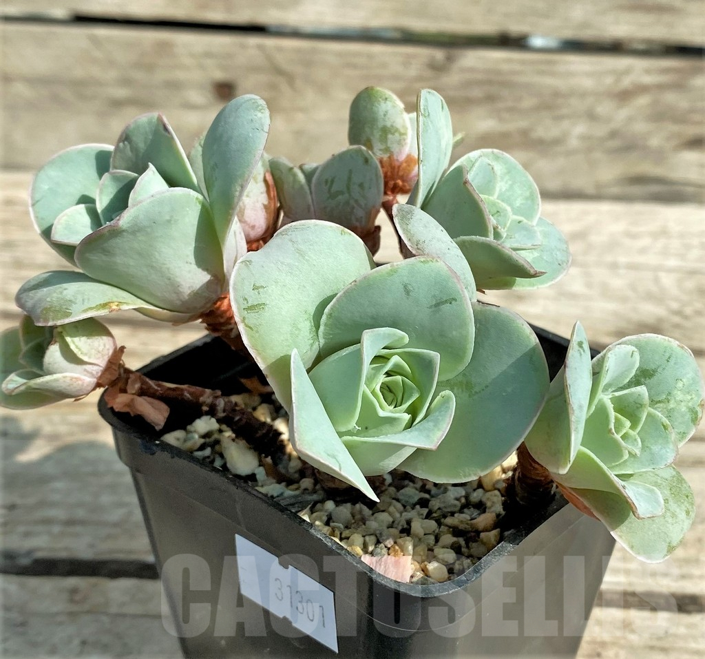 SHPR31301 Greenovia 'Wine Glass'