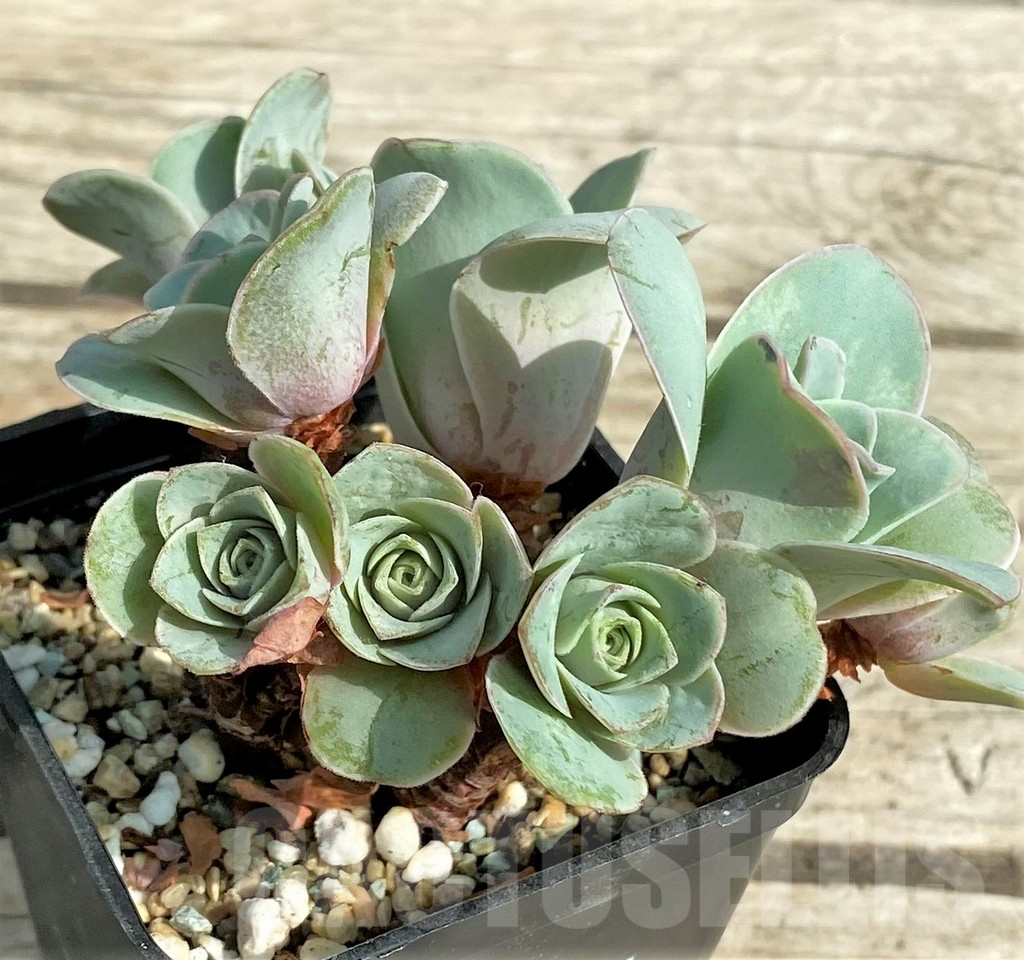 SHPR31301 Greenovia 'Wine Glass' - Зображення 2