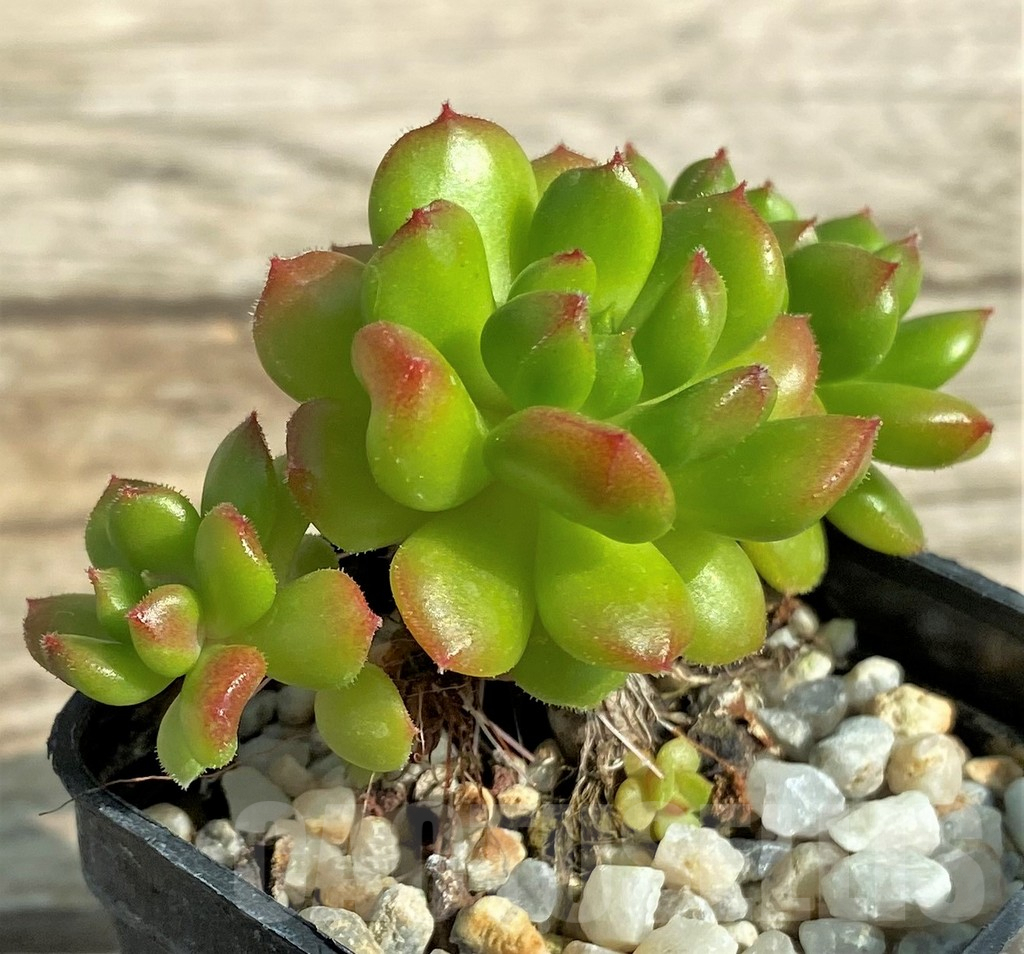 SHPR31302 Echeveria 'Red Lantern' - Image 2