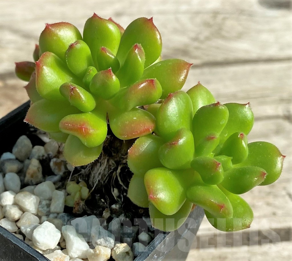 SHPR31302 Echeveria 'Red Lantern'