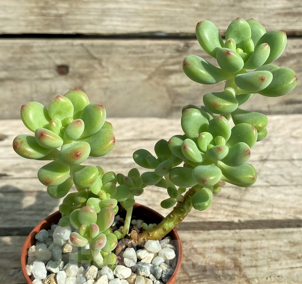 SHPR31304 Echeveria 'Shangri La' - Obrázek 2