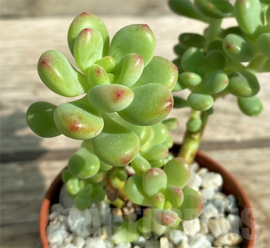 SHPR31304 Echeveria 'Shangri La'