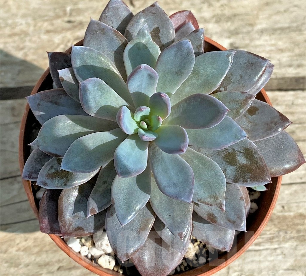 SL31308 Graptoveria 'Lulu'