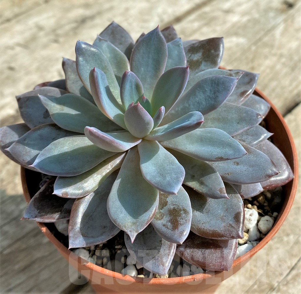 SL31308 Graptoveria 'Lulu' - Image 2