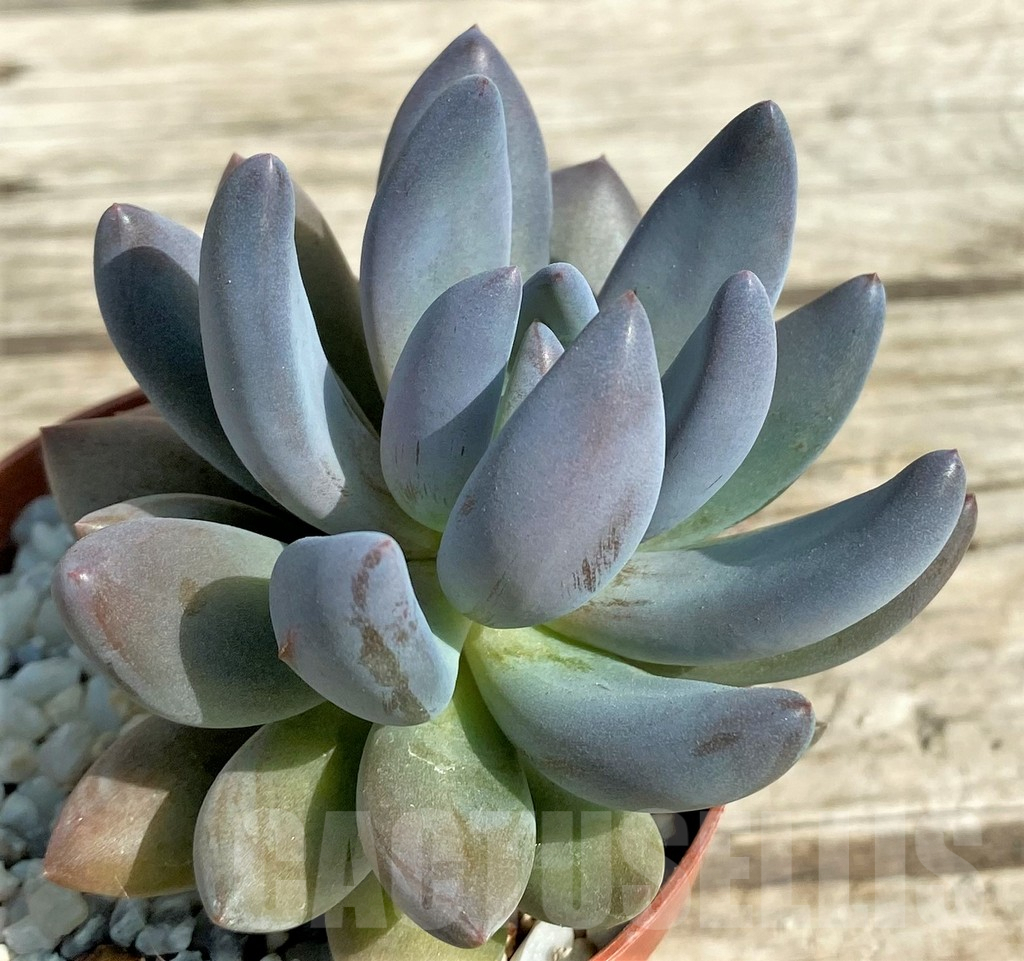 SL31311 Sedeveria ‘Blue mist’ - immagine 2