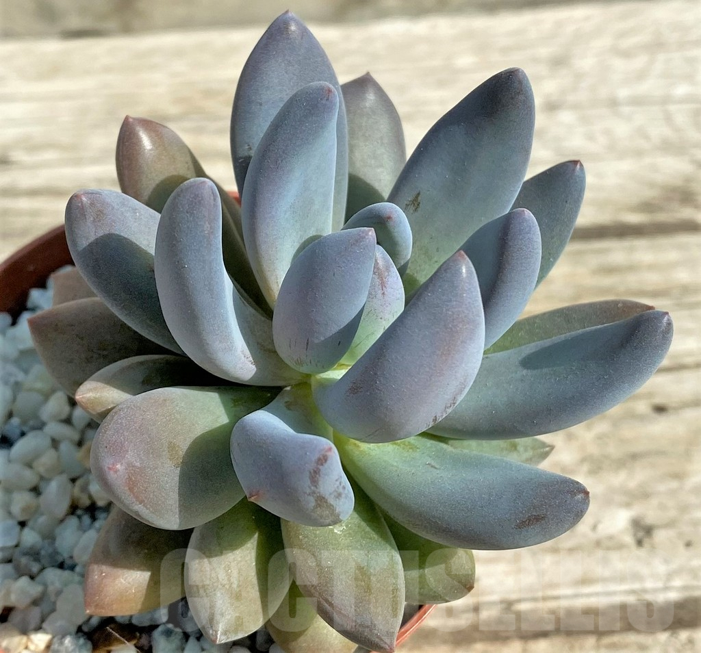 SL31311 Sedeveria ‘Blue mist’