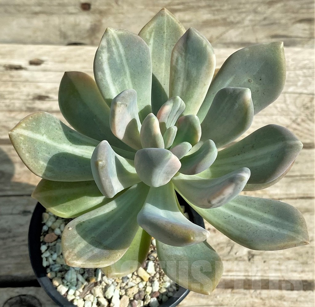 SHPR31312 Graptophytum ‘Supreme Variegatum’ - Image 3