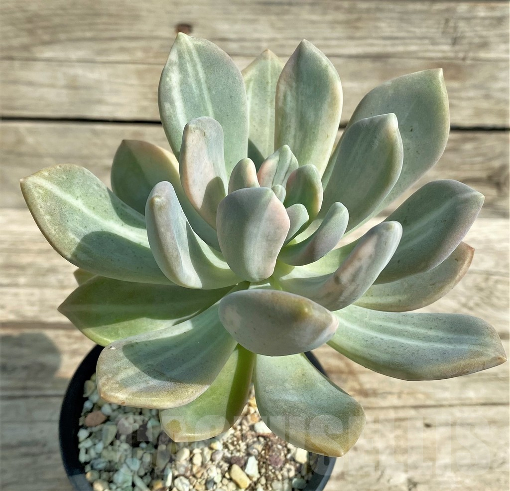 SHPR31312 Graptophytum ‘Supreme Variegatum’