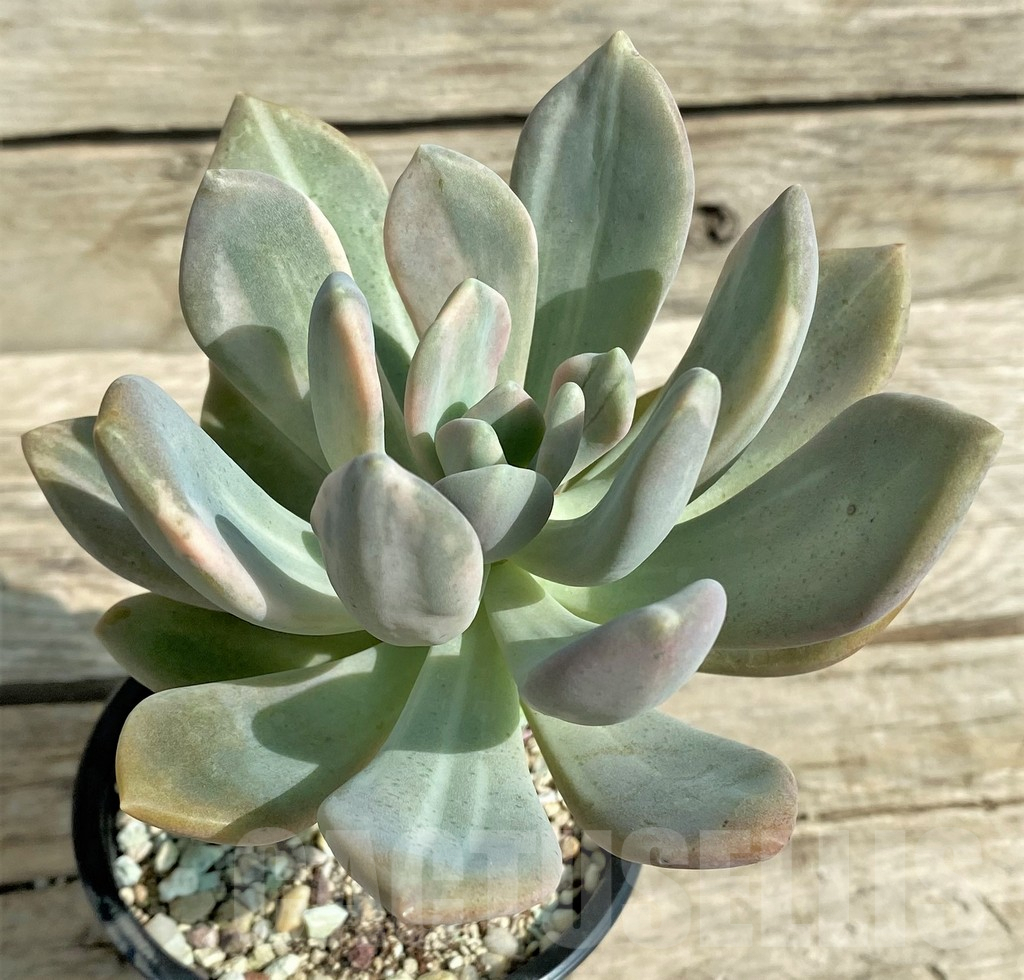 SHPR31312 Graptophytum ‘Supreme Variegatum’ - Image 2