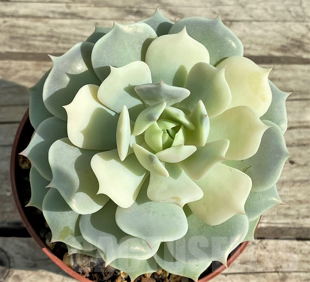 SHPR31314 Echeveria 'Lola' f. variegata