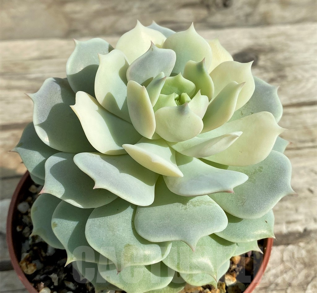SHPR31314 Echeveria 'Lola' f. variegata - Image 2