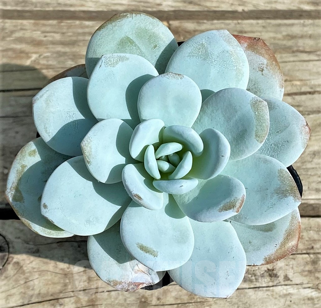 SHPR31315 Echeveria 'Laui'