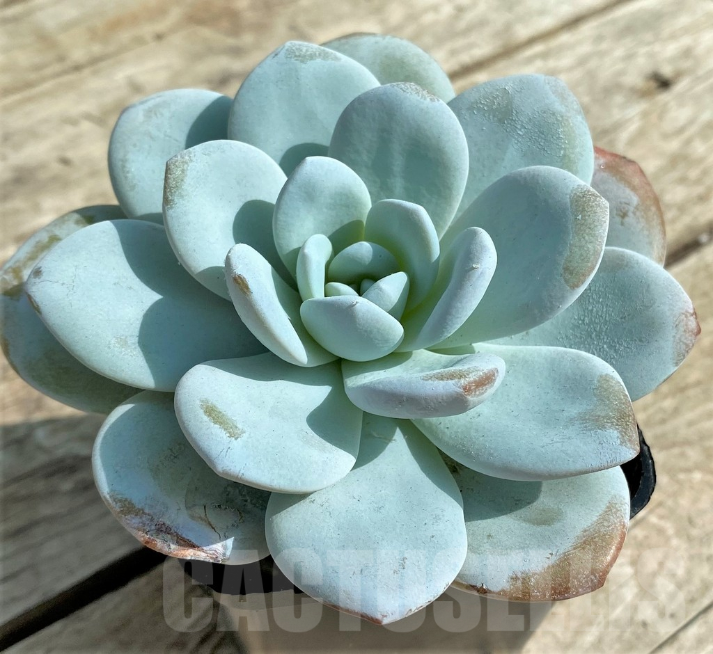 SHPR31315 Echeveria 'Laui' - Image 2