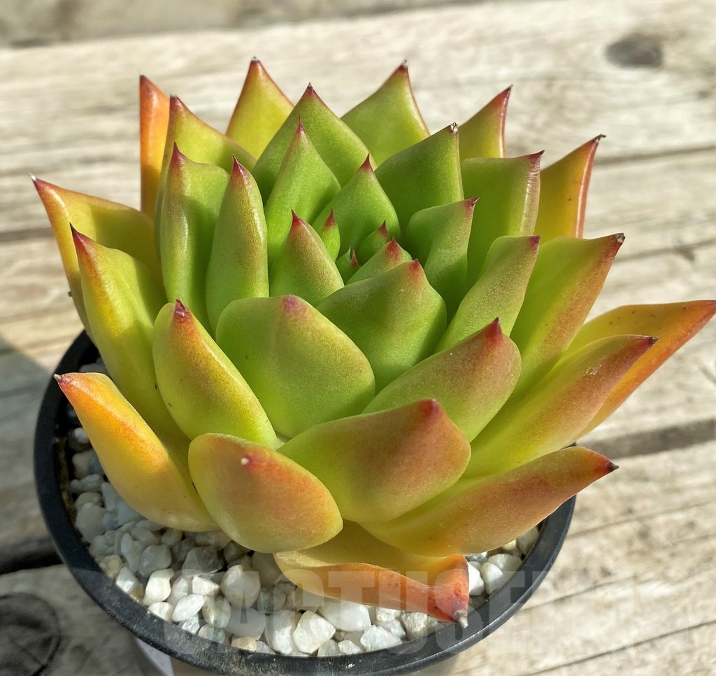 SL31325 Echeveria agavoides 'Lipstick'