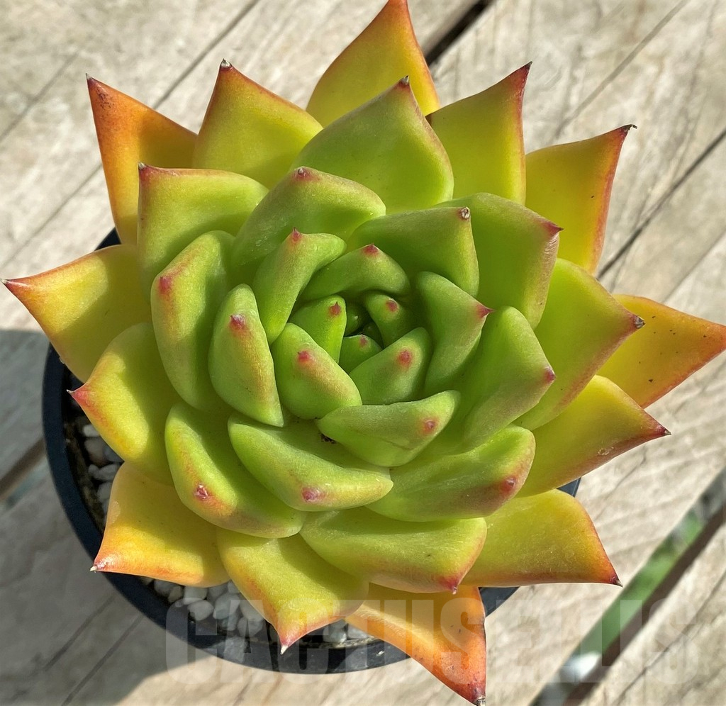 SL31325 Echeveria agavoides 'Lipstick' – Bild 2
