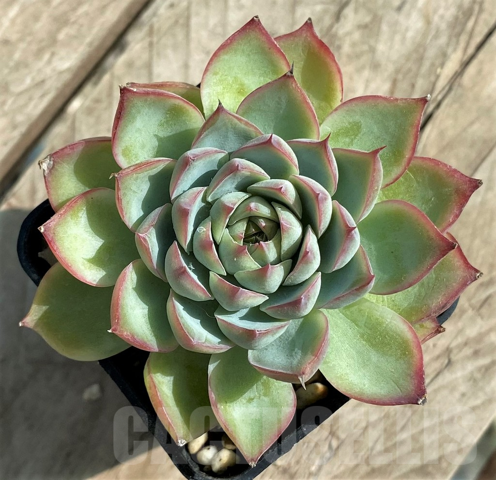 SHPR31331 Echeveria hybrid - Image 2