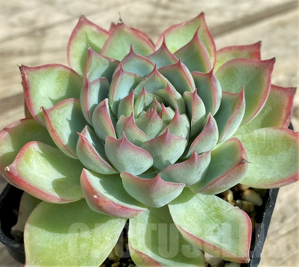 SHPR31331 Echeveria hybrid