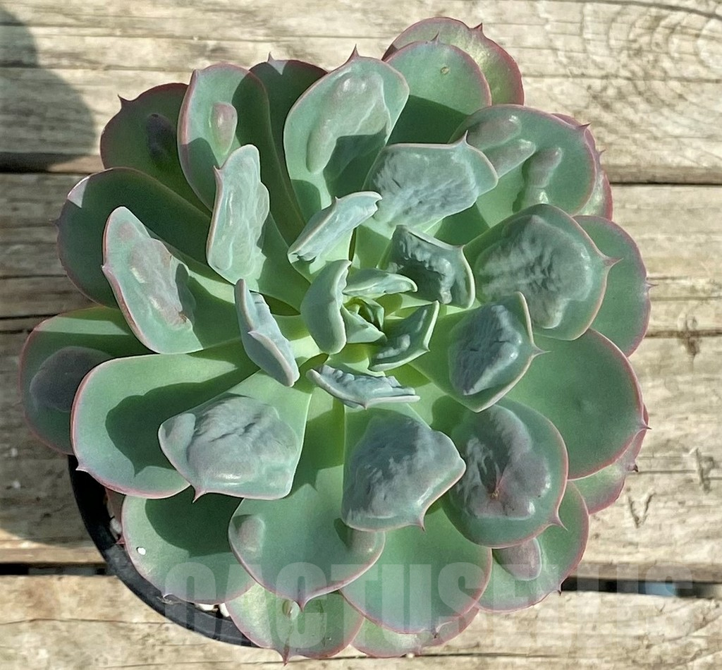 SHPR31336 Echeveria ‘Rain Drops’ - Image 2