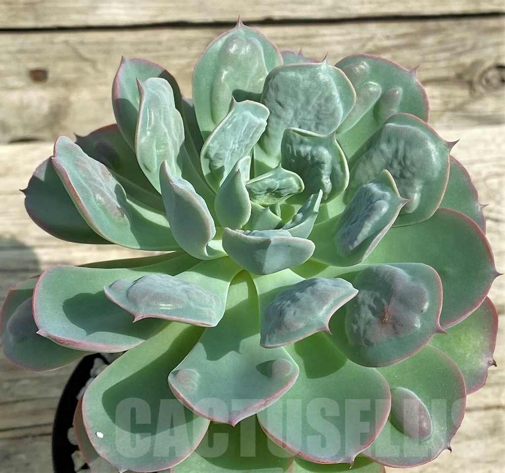 SHPR31336 Echeveria ‘Rain Drops’