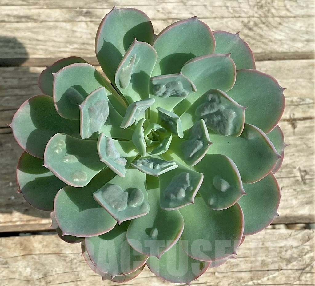 SHPR31337 Echeveria ‘Rain Drops’