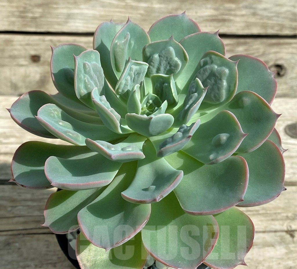 SHPR31337 Echeveria ‘Rain Drops’ – Bild 2