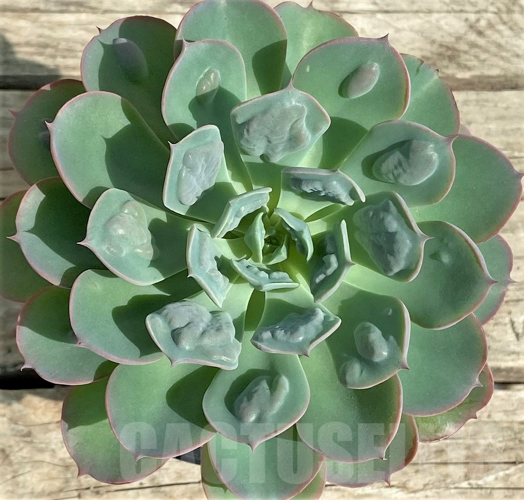 SHPR31338 Echeveria ‘Rain Drops’ – Bild 2