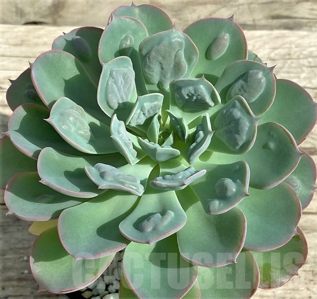SHPR31338 Echeveria ‘Rain Drops’