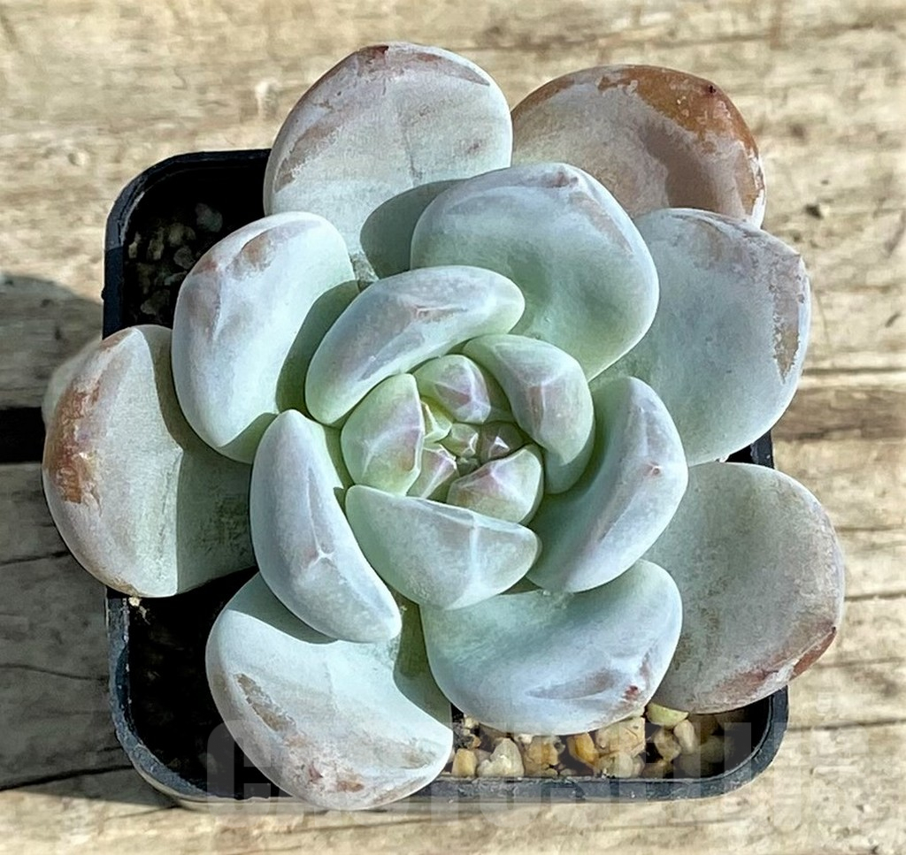 SHPR31342 Echeveria 'Monroe'