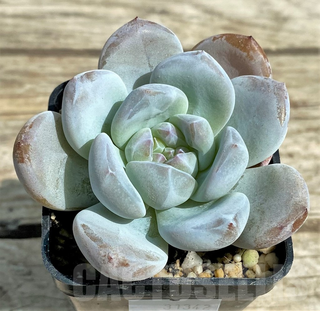 SHPR31342 Echeveria 'Monroe' – Image 2