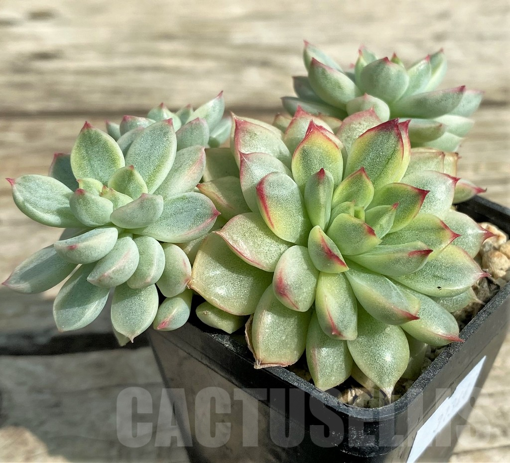 SHPR31344 Echeveria ‘Mebina’ f. variegata, yellow color