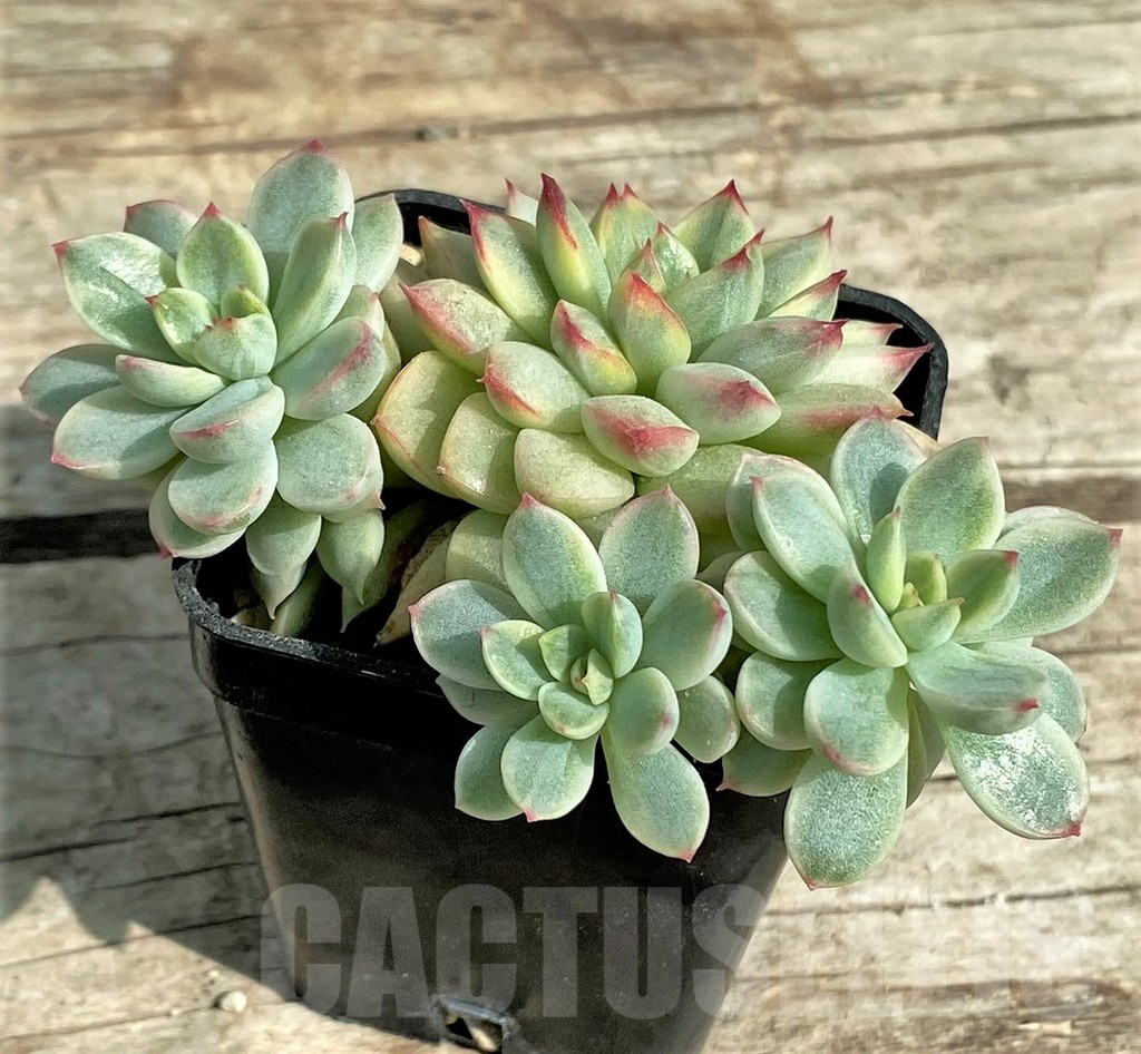 SHPR31344 Echeveria ‘Mebina’ f. variegata, yellow color – Image 2