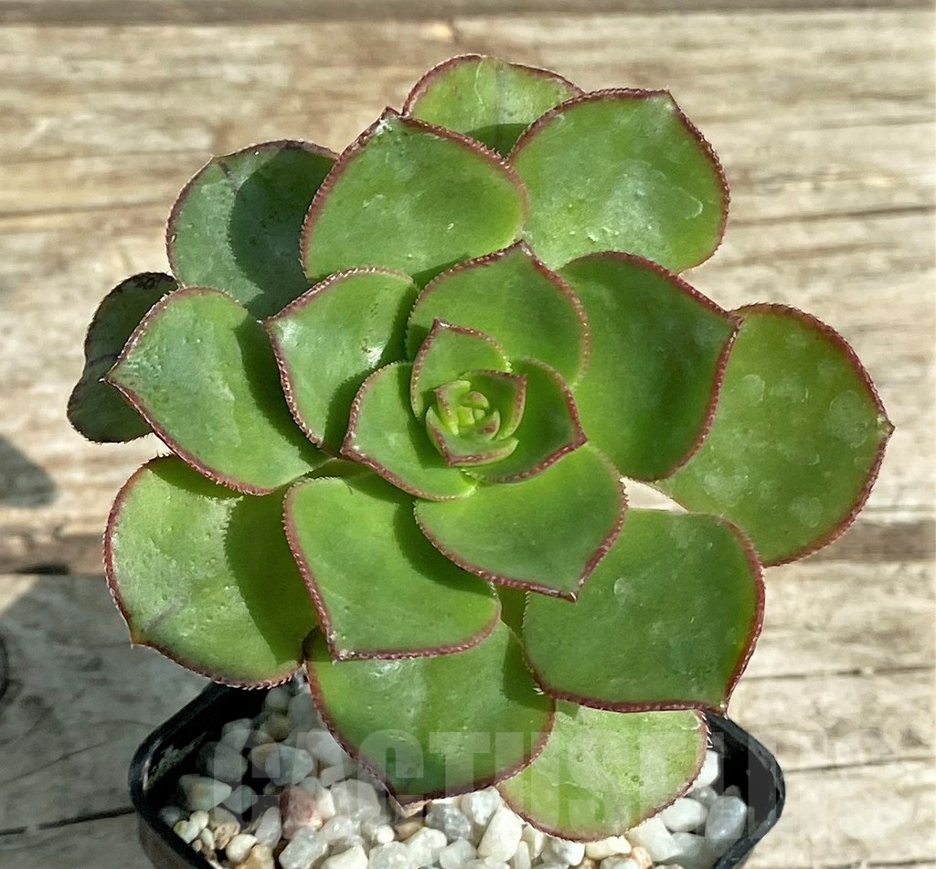 SL31347 Aeonium sp.