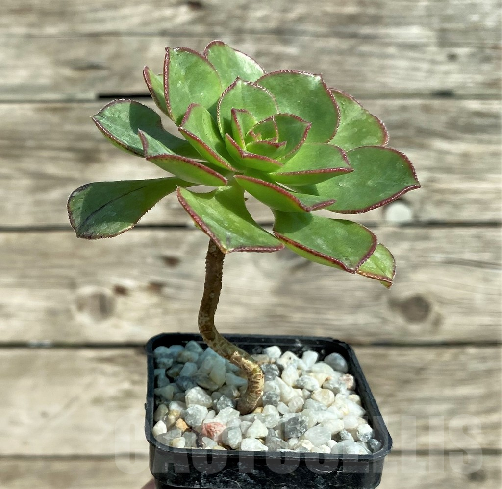 SL31347 Aeonium sp. - Image 2