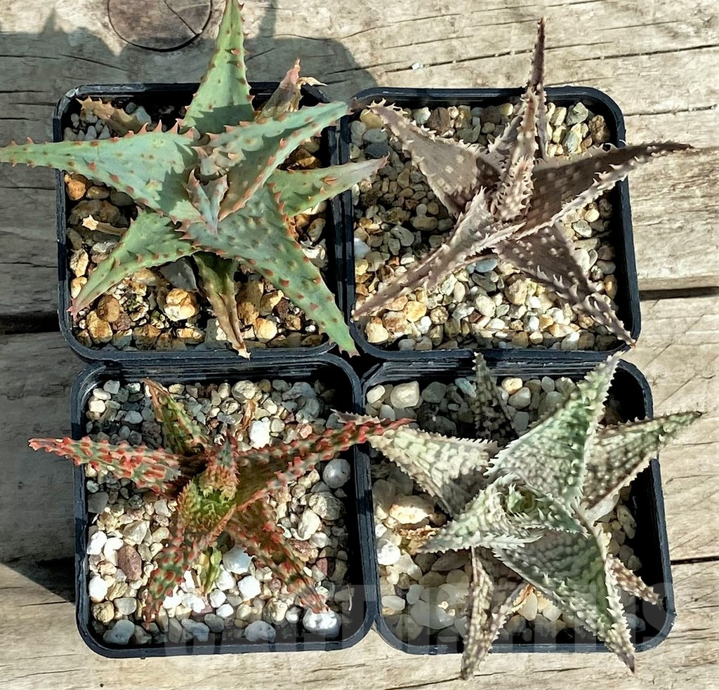 SET138 Aloe mix, 4 plants - immagine 2