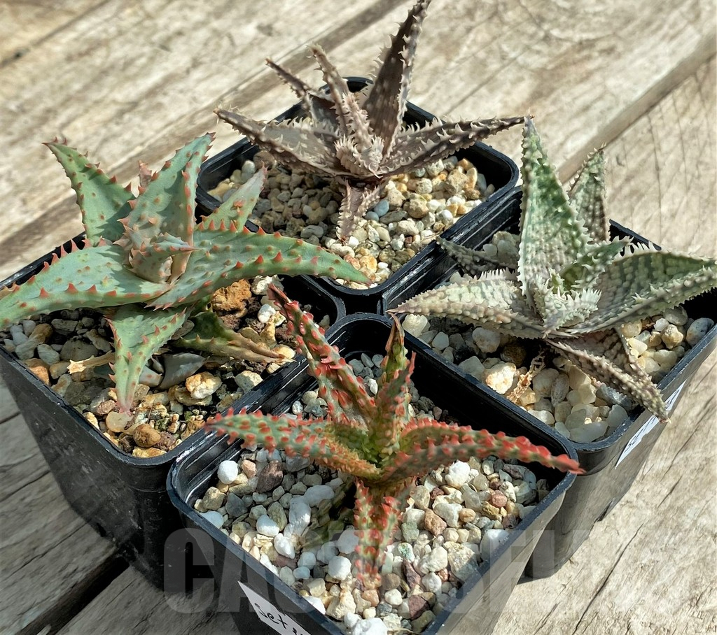 SET138 Aloe mix, 4 plants