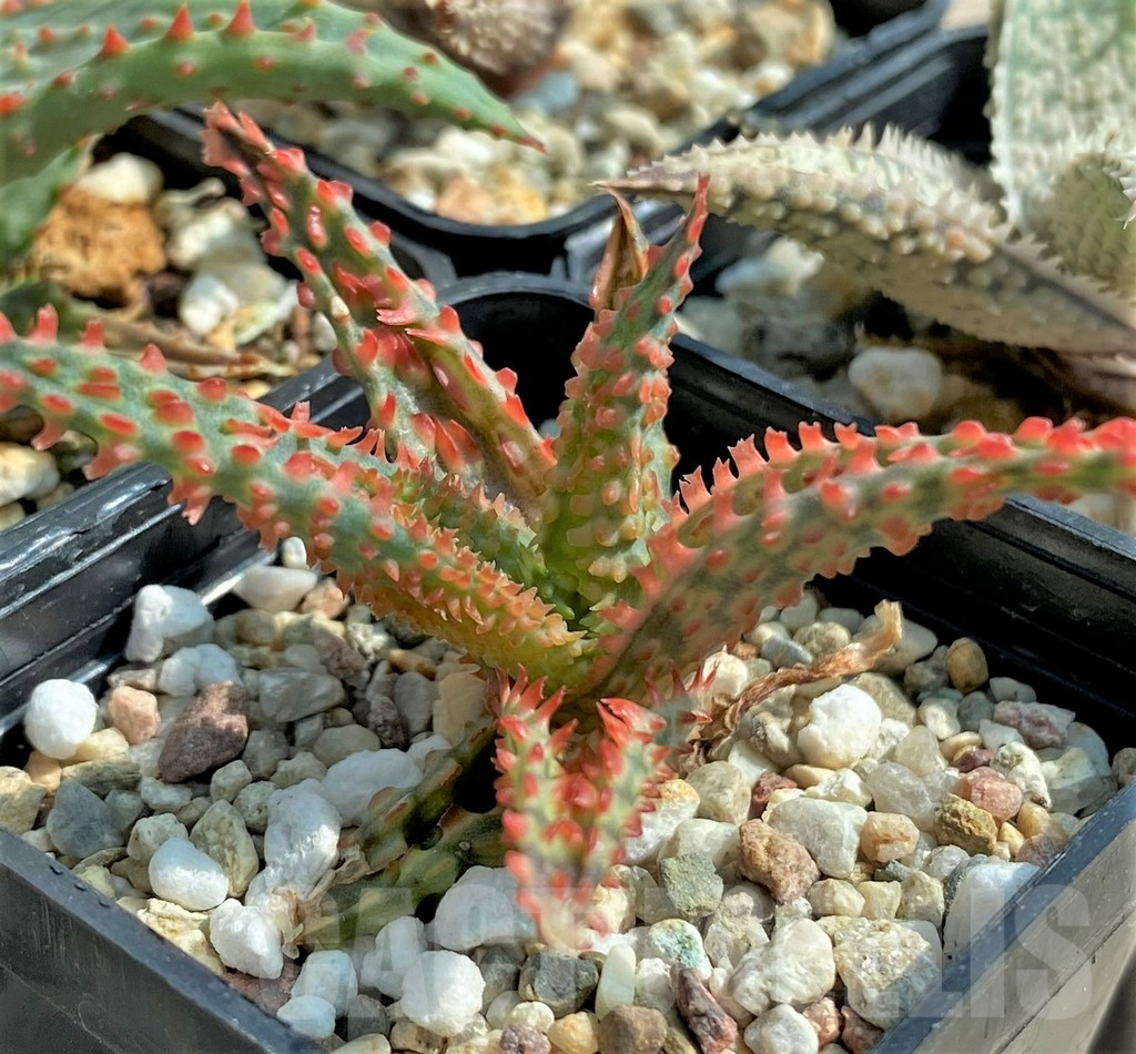 SET138 Aloe mix, 4 plants - immagine 3