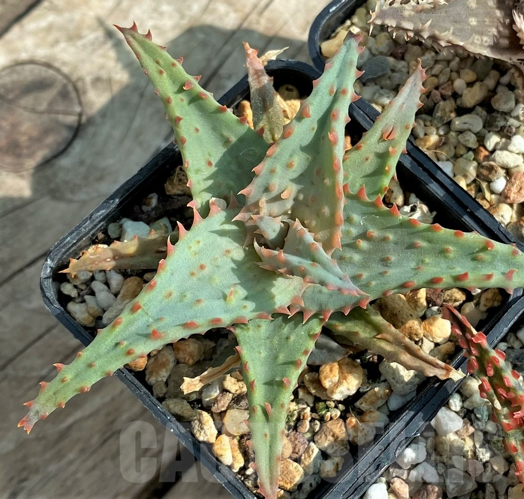 SET138 Aloe mix, 4 plants - immagine 4