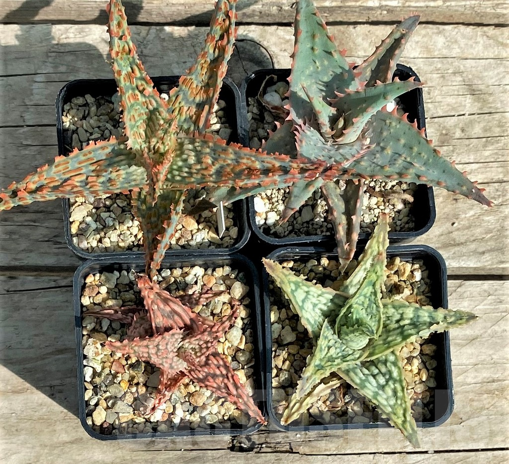 SET139 Aloe mix, 4 plants - Image 2