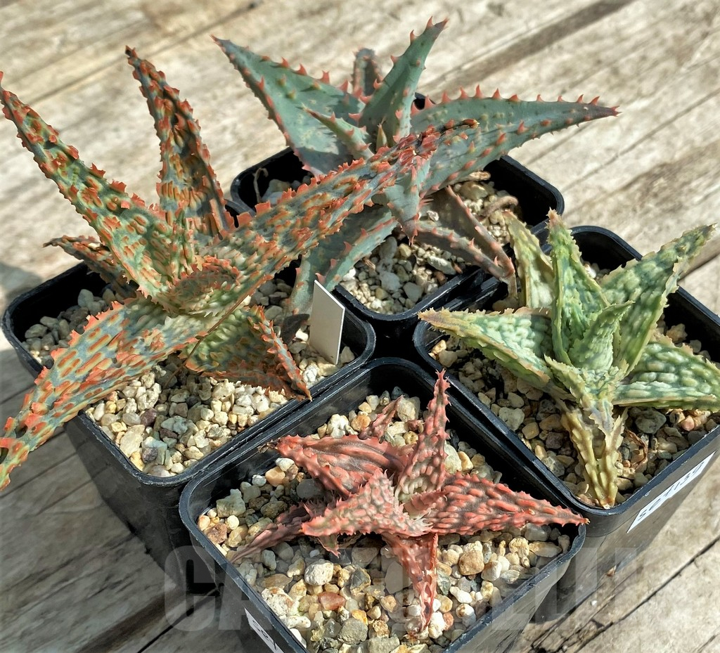 SET139 Aloe mix, 4 plants - Image 5