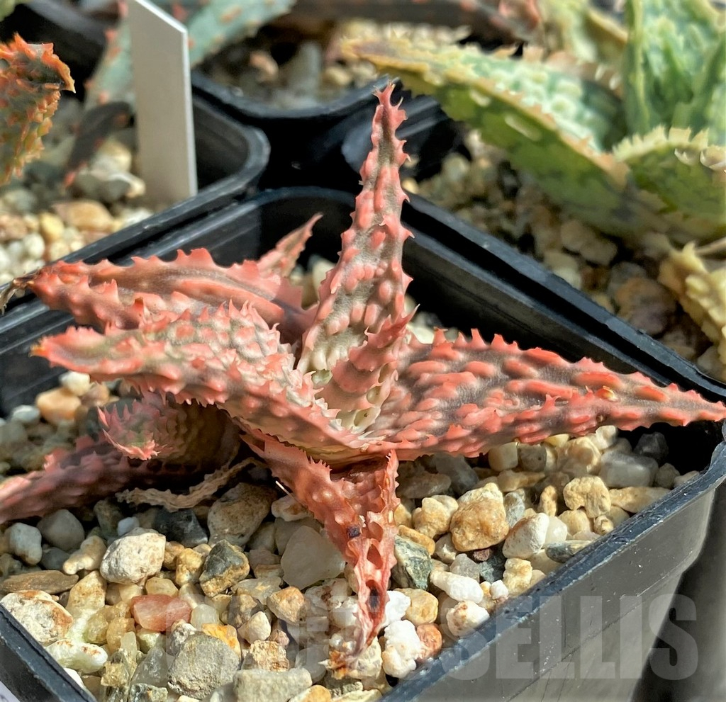 SET139 Aloe mix, 4 plants - Image 3