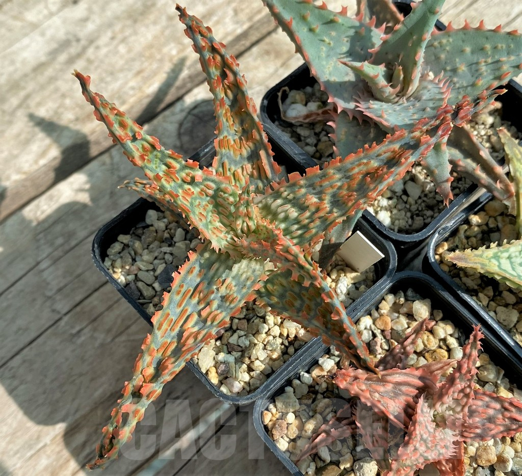 SET139 Aloe mix, 4 plants - Image 4