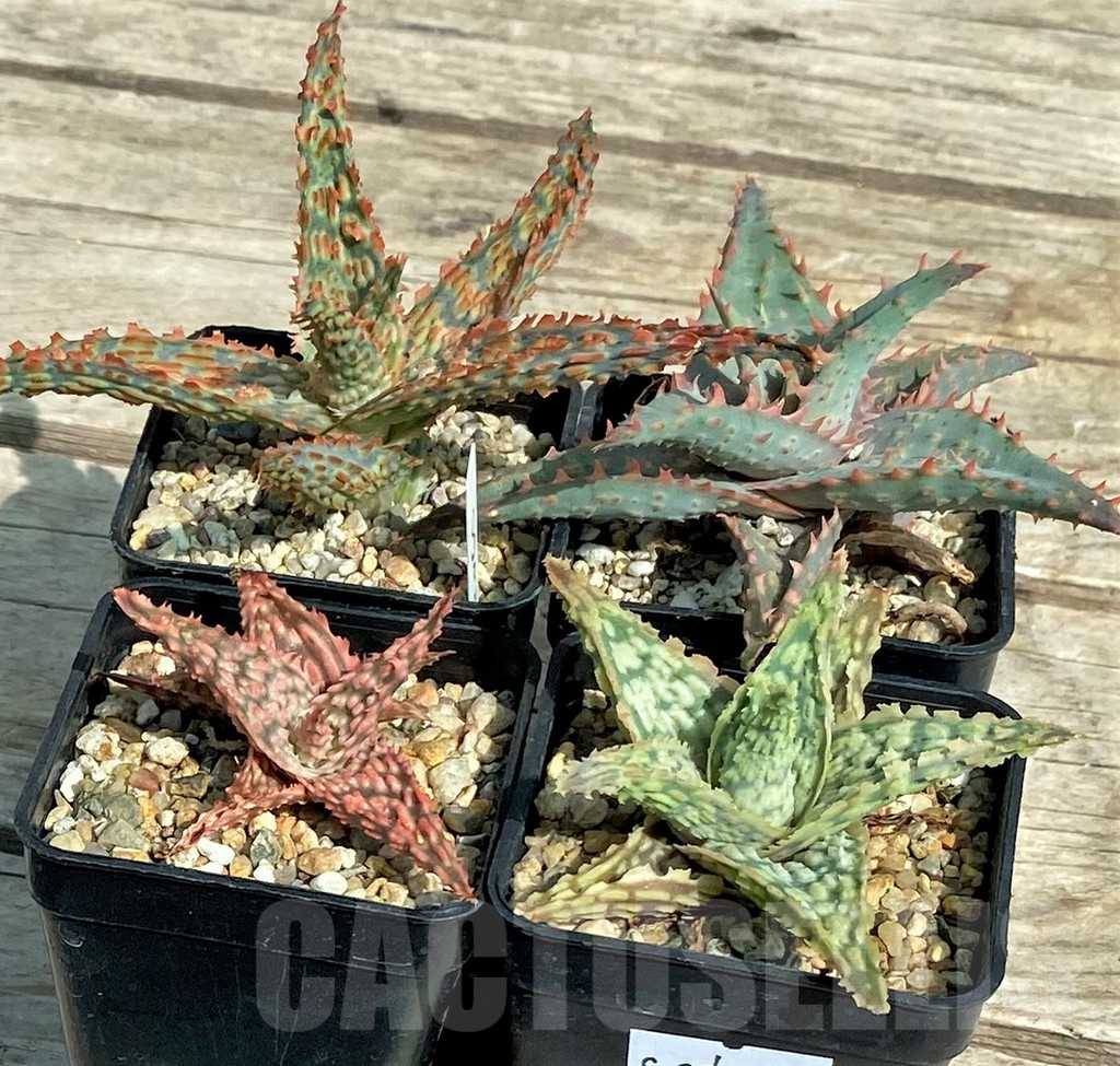 SET139 Aloe mix, 4 plants