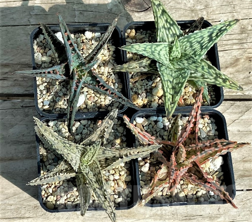 SET140 Aloe mix, 4 plants - Image 2