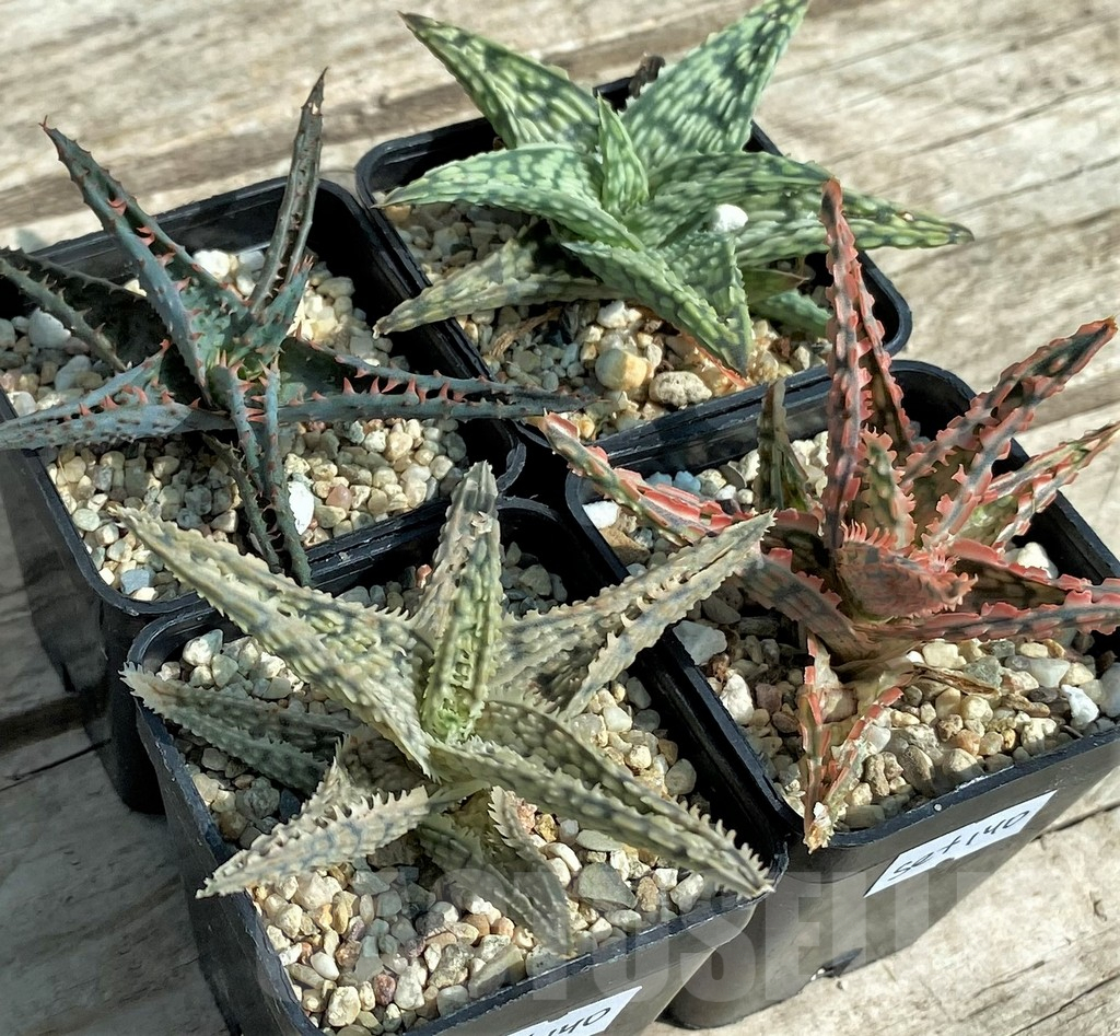 SET140 Aloe mix, 4 plants