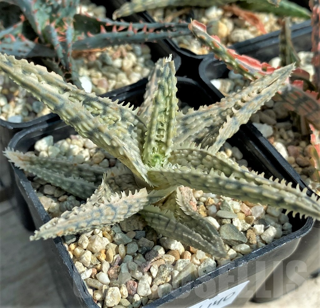 SET140 Aloe mix, 4 plants - Image 3