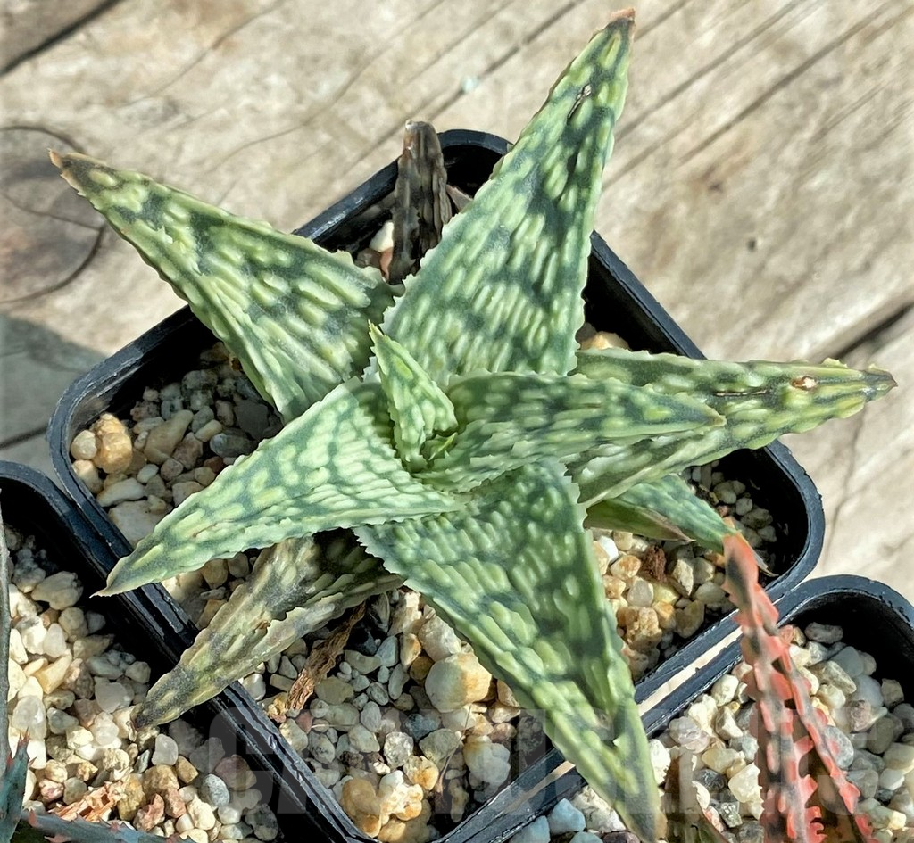 SET140 Aloe mix, 4 plants - Image 4